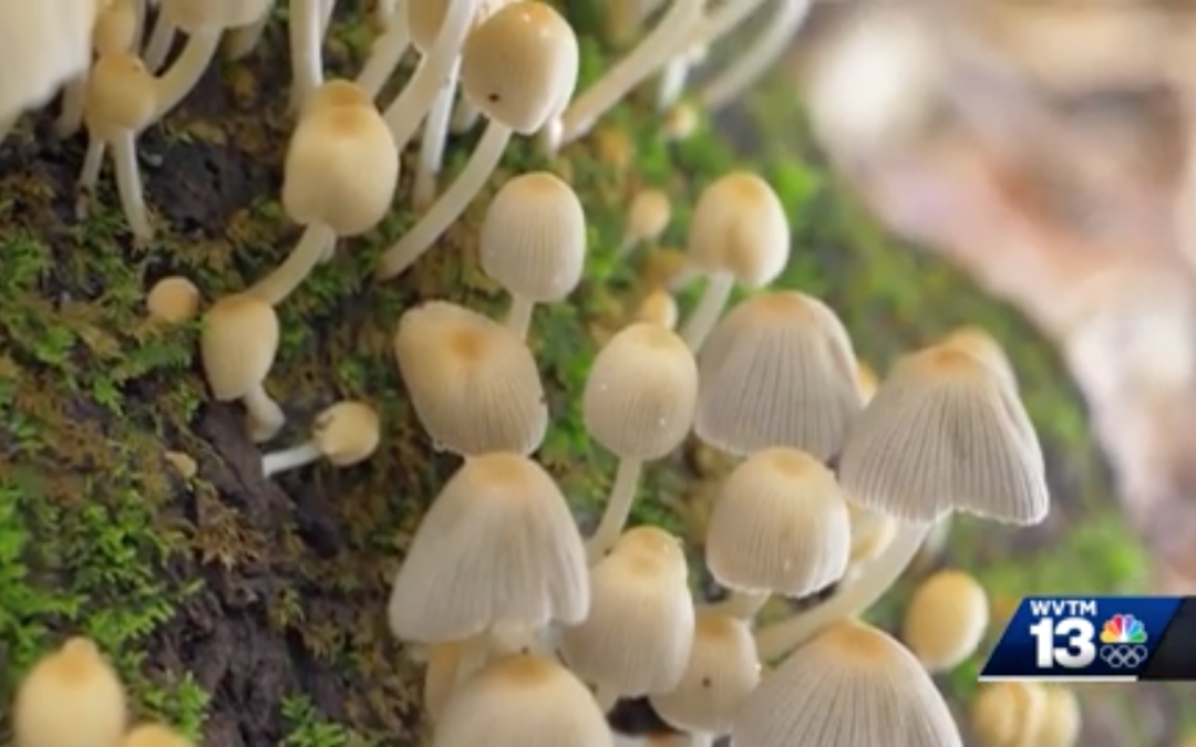 Microdosing Mushrooms Is Gaining Traction For Overwhelmed Moms